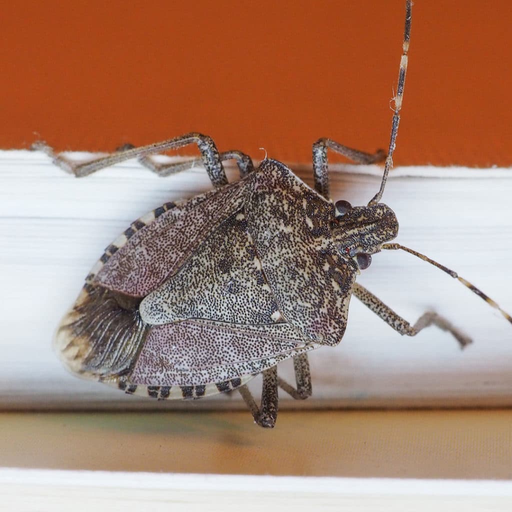 How To Get Rid Of Stink Bugs Without Squishing Them Extermpro