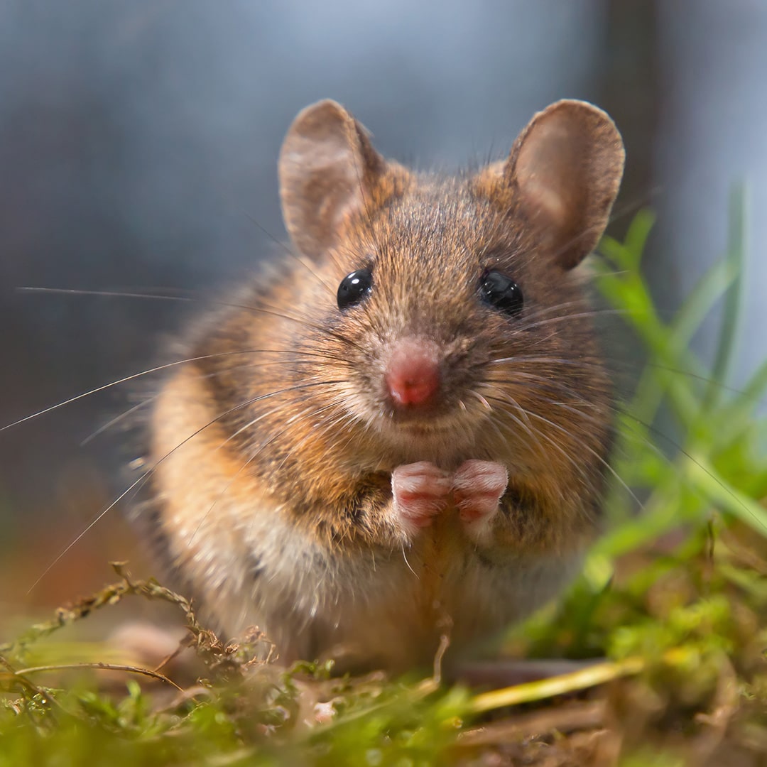 Rodent Control Services in Northern Virginia · ExtermPRO