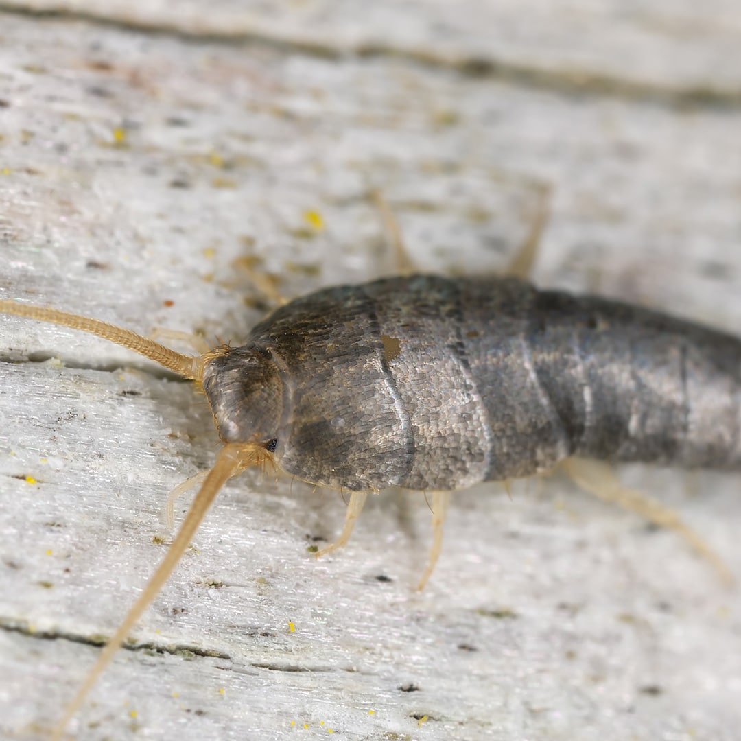 https://www.extermpro.com/wp-content/uploads/2018/02/silverfish.jpg