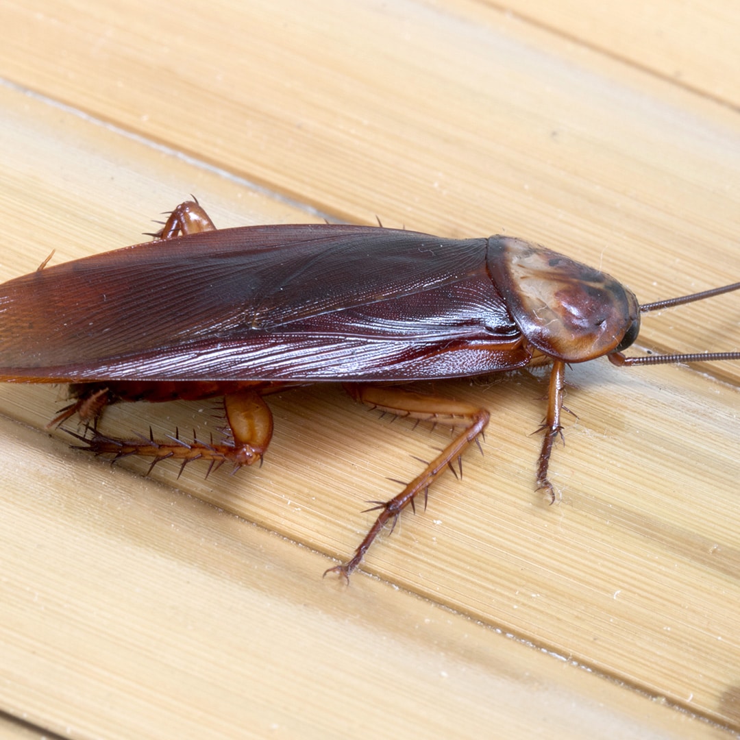 Getting to the Root Cause of Cockroach Infestations - IFC