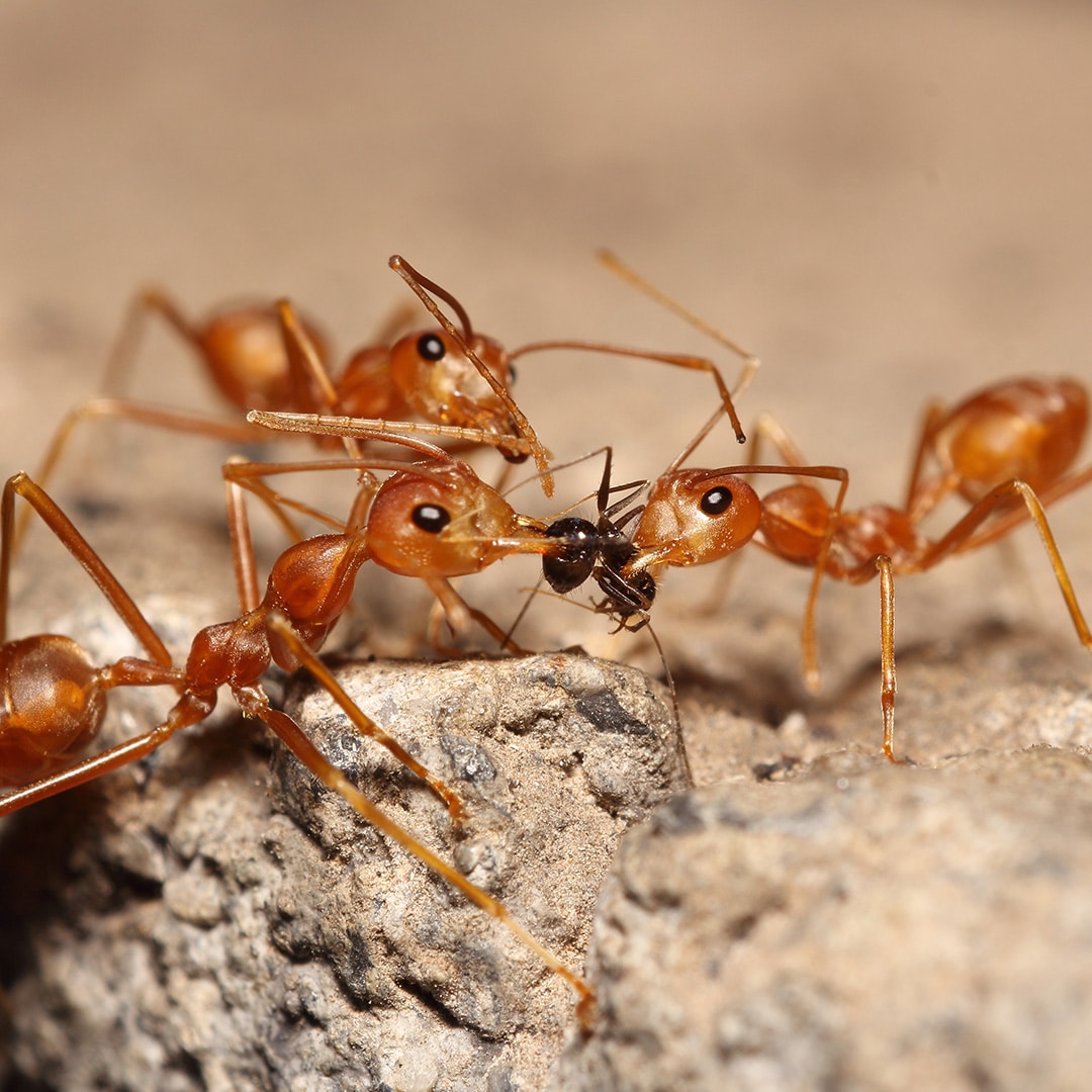 Ants 