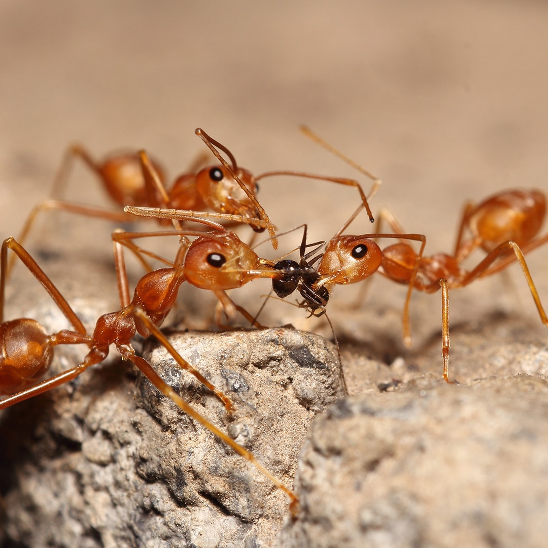 3 Reasons Ants Invade Your Home ExtermPRO