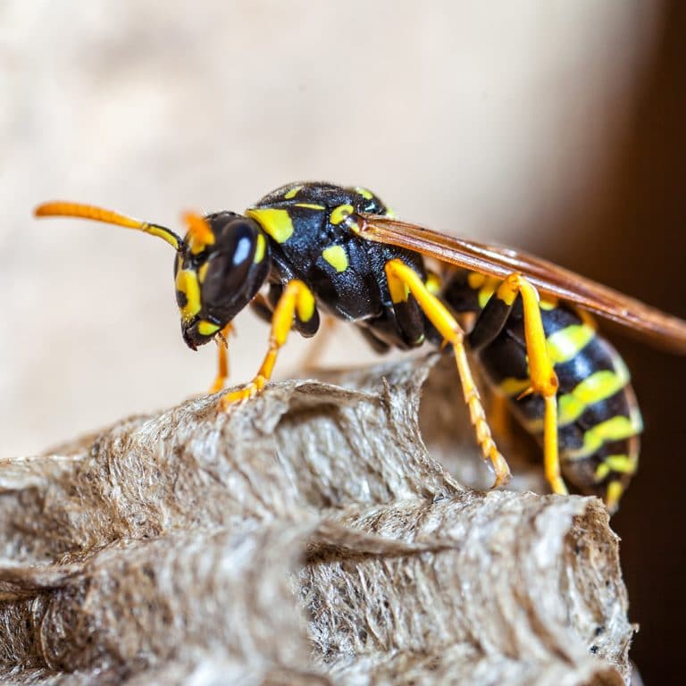hibernating wasps