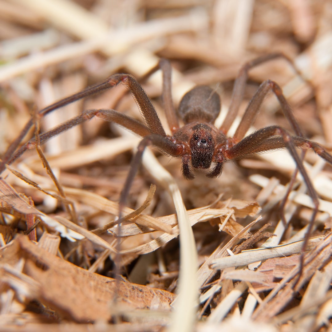 Five Things You Didn t Know About The Brown Recluse Spider ExtermPRO