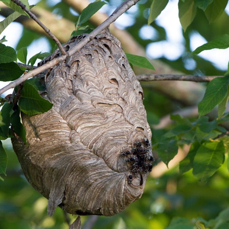 How to Remove a Yellow Jacket Nest · ExtermPRO