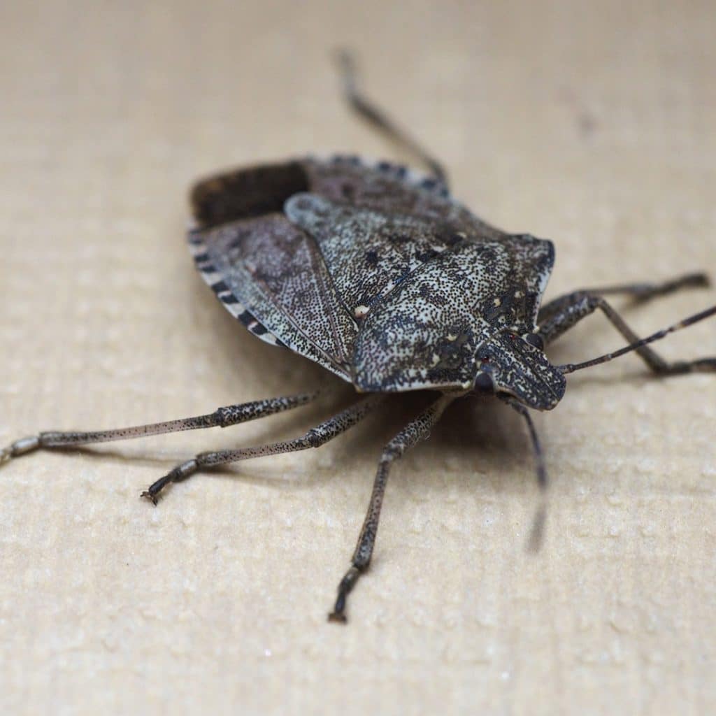 Pest Spotlight Stink Bugs ExtermPRO