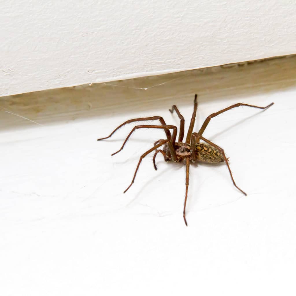 what-to-do-when-you-find-a-spider-inside-extermpro