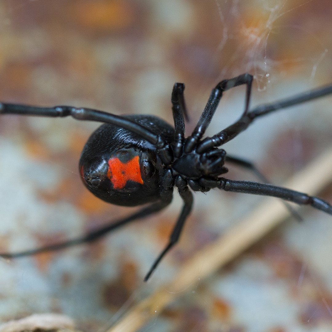 Spider Spotlight: The Black Widow · ExtermPRO
