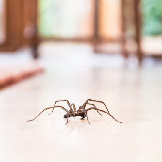 Household Products that Can Kill Pests · ExtermPRO
