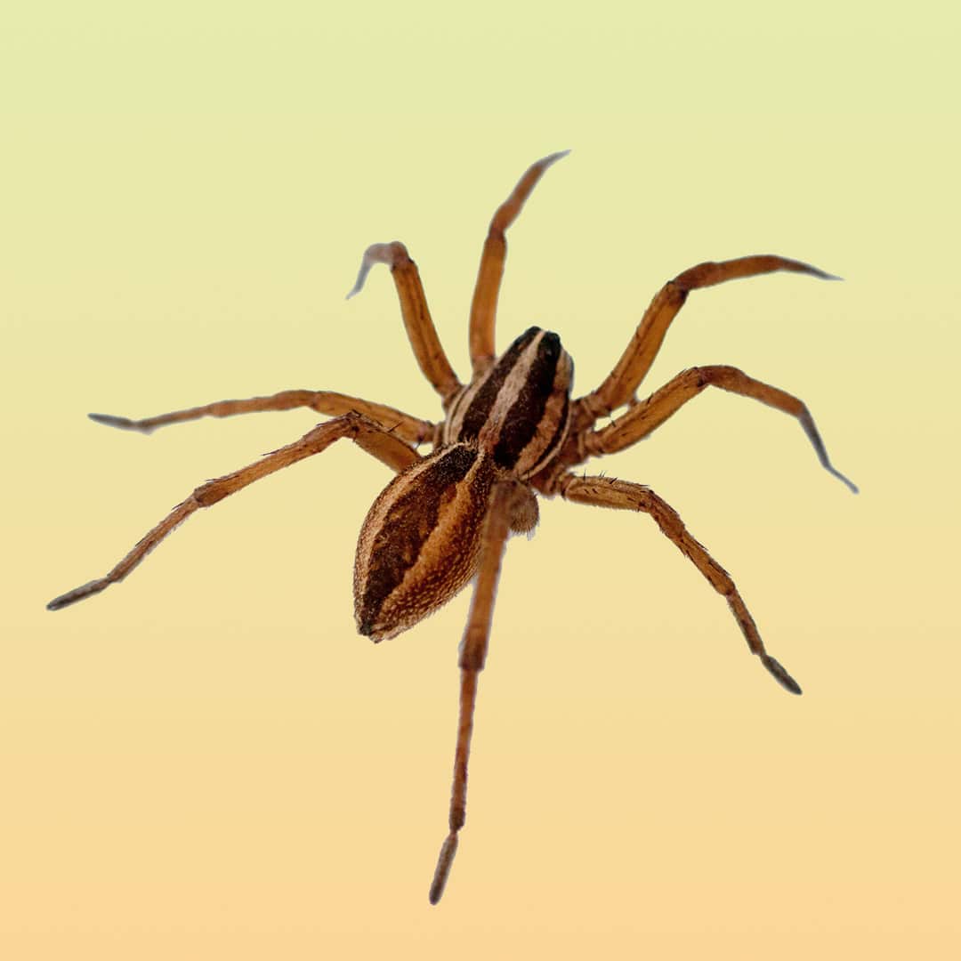 How Many Poisonous Spiders Are in Virginia?