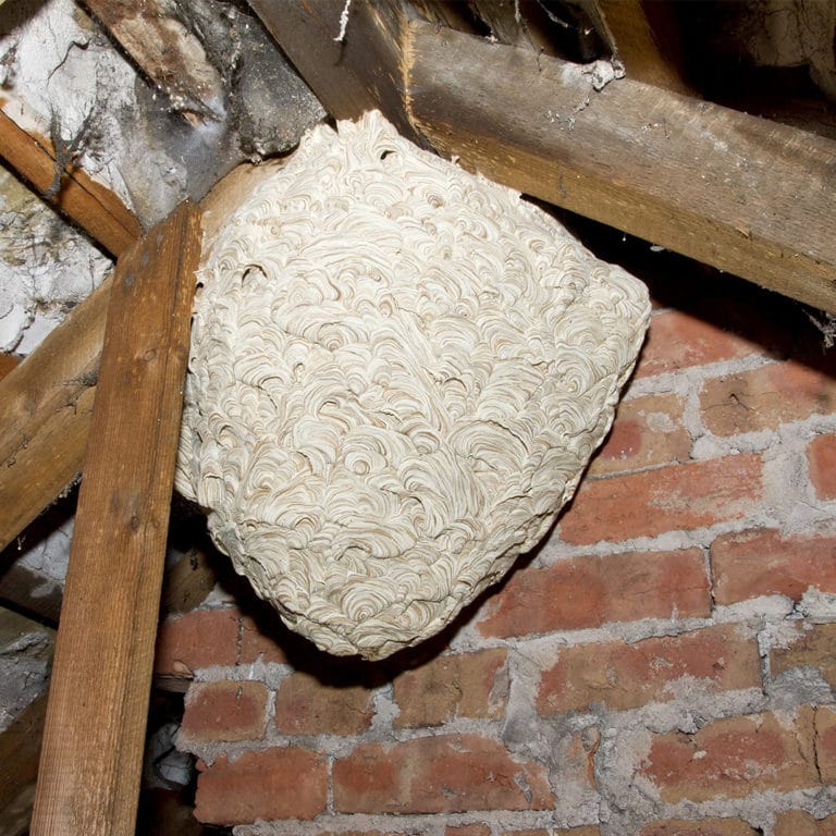 DIY Wasp Nest Removal: Five Things to Consider · ExtermPRO