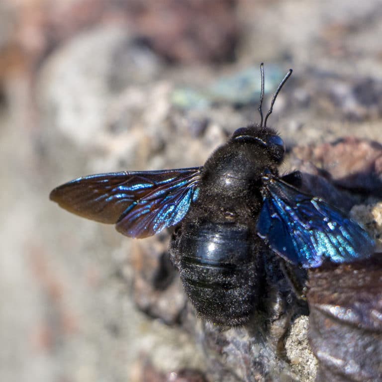 Five Fascinating Facts about Carpenter Bees · ExtermPRO