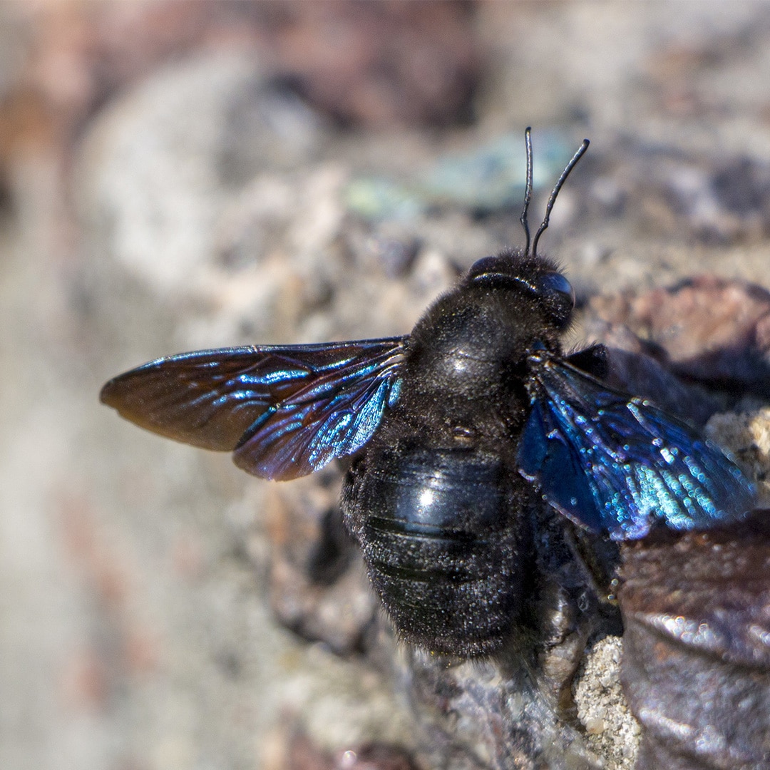 Five Fascinating Facts About Carpenter Bees ExtermPRO