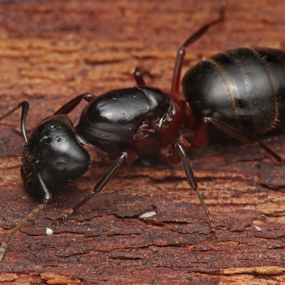 termites vs carpenter ants