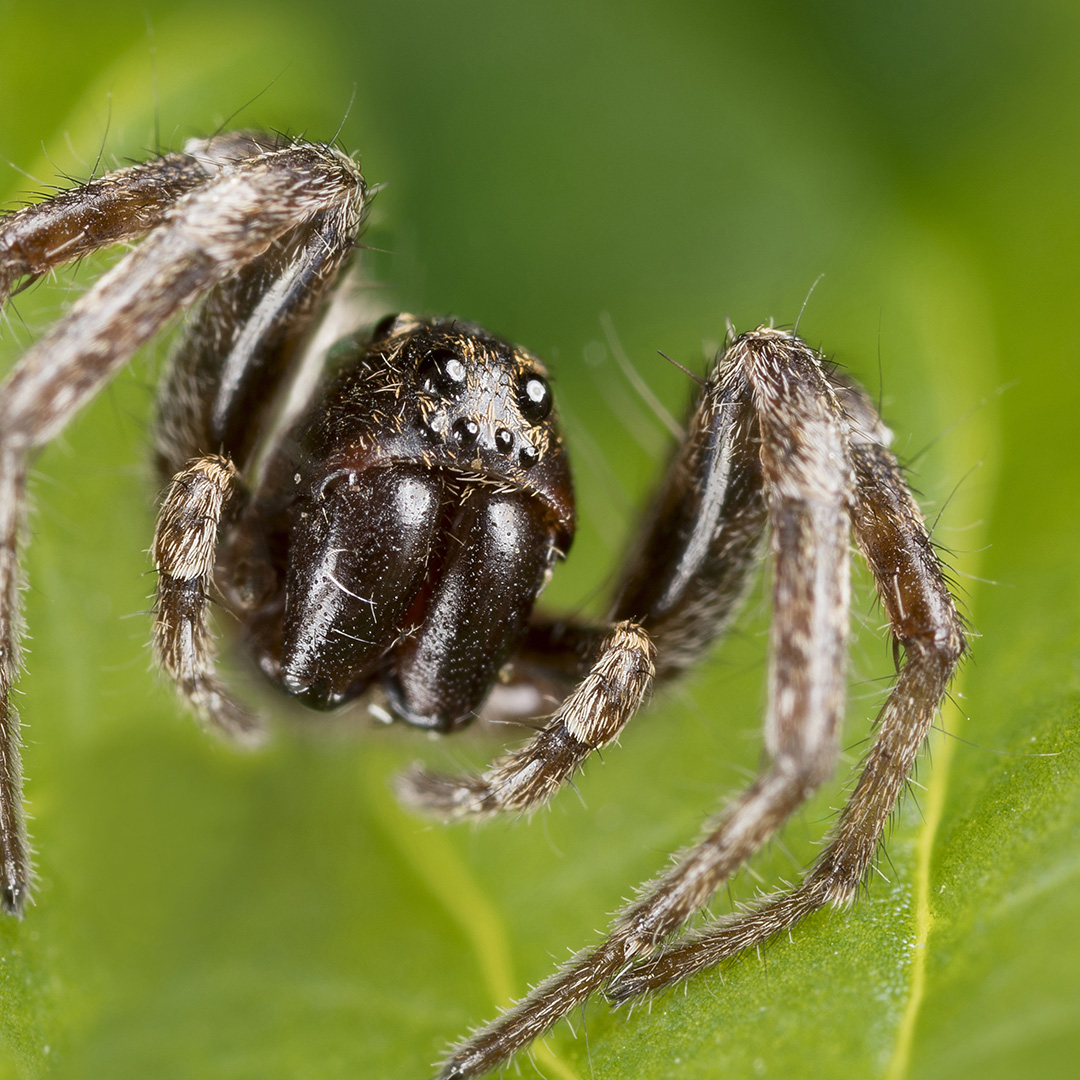 wolf spider pictures and facts