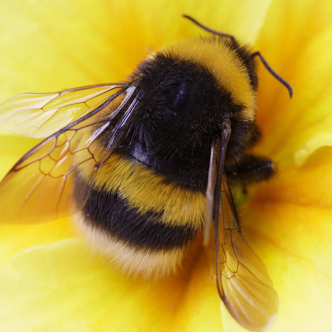honey bee vs bumblebee