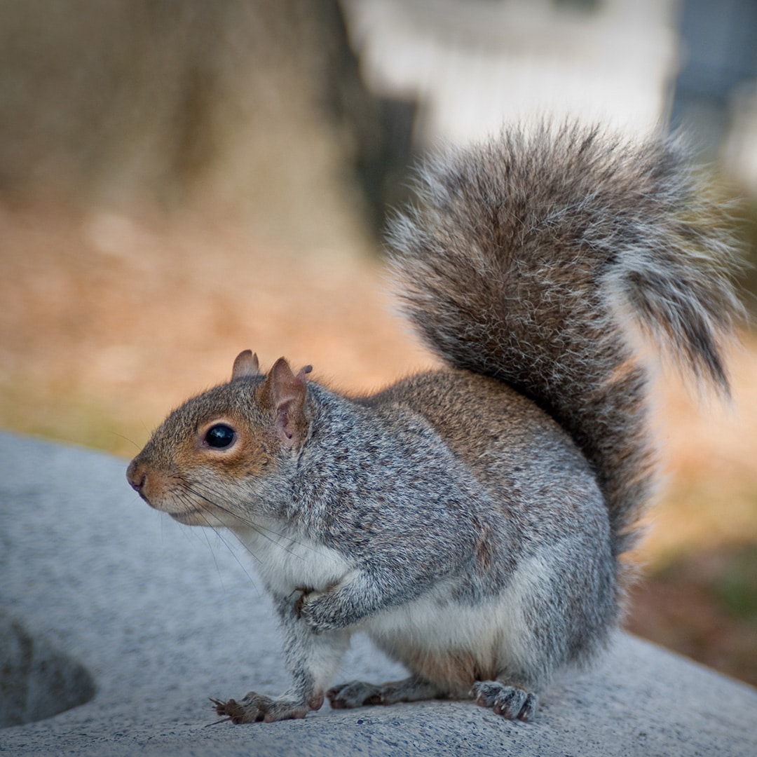 How To Get Rid of Squirrels in the Attic - Pests In The Home