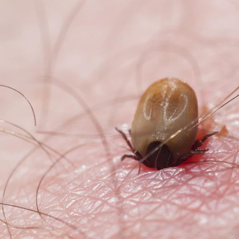 do-all-ticks-carry-lyme-disease-extermpro