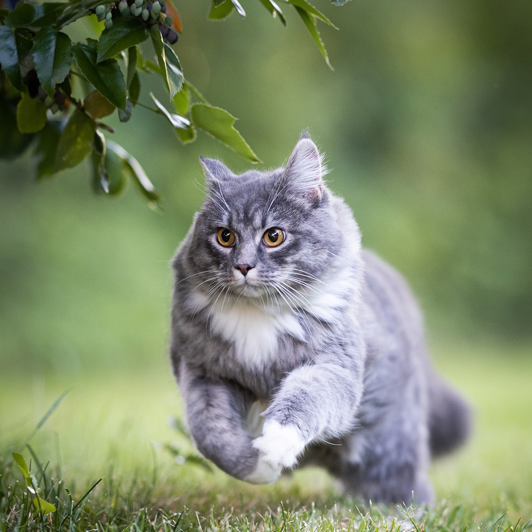  Can Cats Get Lyme Disease ExtermPRO