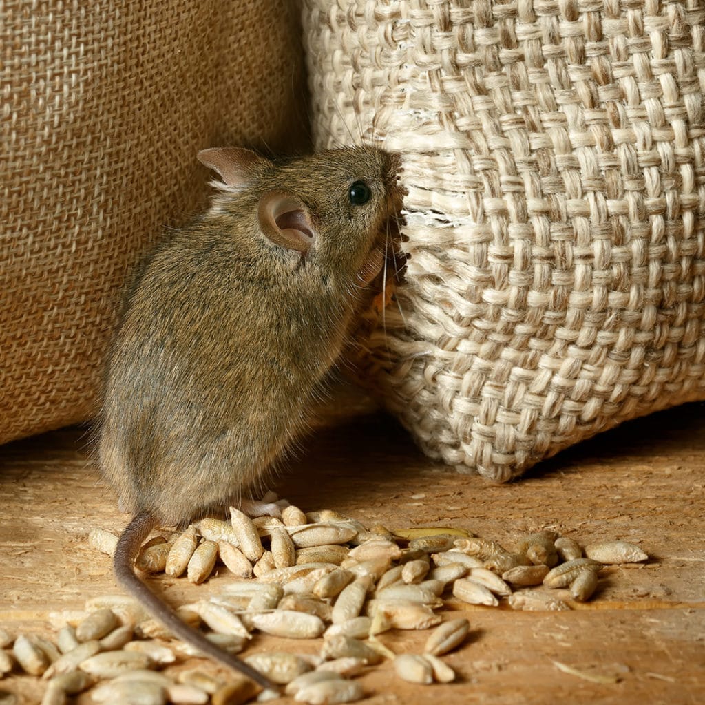 What To Feed Weaning Mice at Evelyn Adkins blog