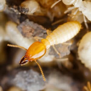 10 Fun Facts About Termites · ExtermPRO