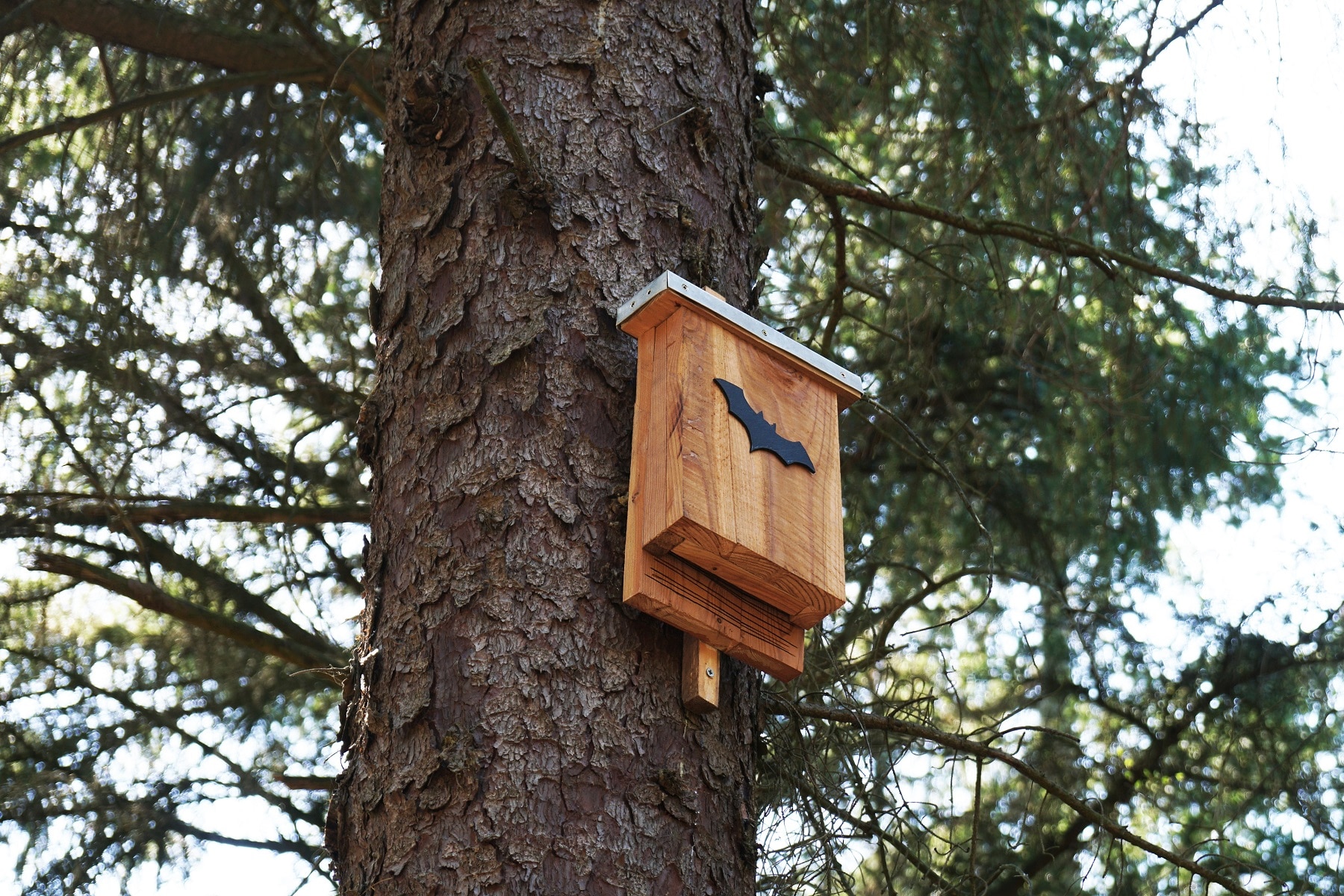 Do Bat Houses Help With Mosquitoes