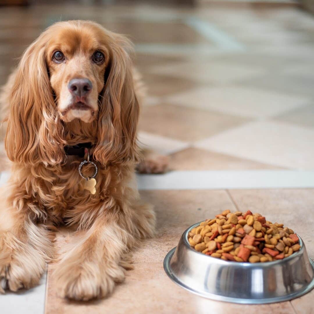 Best dog food for english cocker spaniels best sale