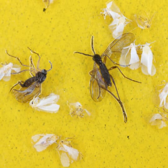 https://www.extermpro.com/wp-content/uploads/2022/09/dark-winged-fungus-gnats-and-white-flies-are-stuck-on-a-yellow-sticky-trap-whiteflies-trapped-and-sciaridae-fly-sticky-in-a-trap-stockpack-adobe-stock-540x540.jpg
