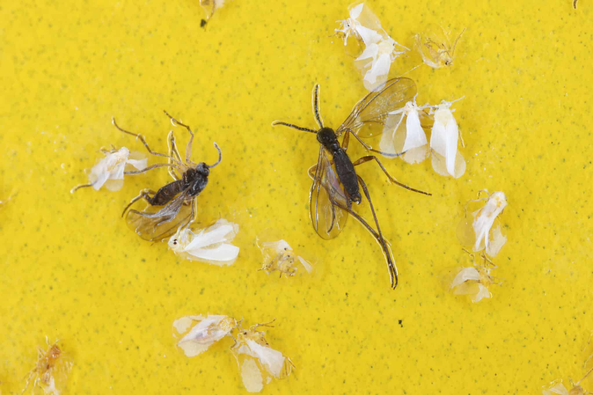 DIY No Kill Mouse Traps - Arrow Termite & Pest Control