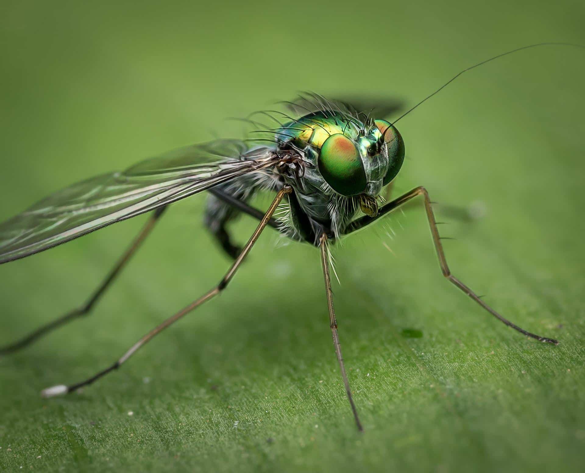 How Exterminators Get Rid of Flies in Gainesville · ExtermPRO