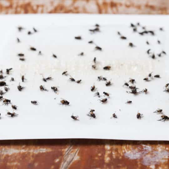 How Exterminators Get Rid of Flies in Gainesville · ExtermPRO