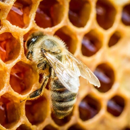 What Does “Hurts No Worse Than Bee Sting” Really Mean?