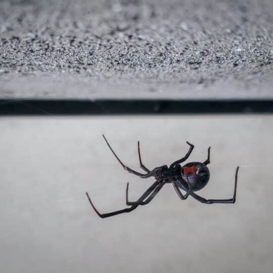 Black Widows Don’t Like to Bite – But That Doesn’t Keep You Safe