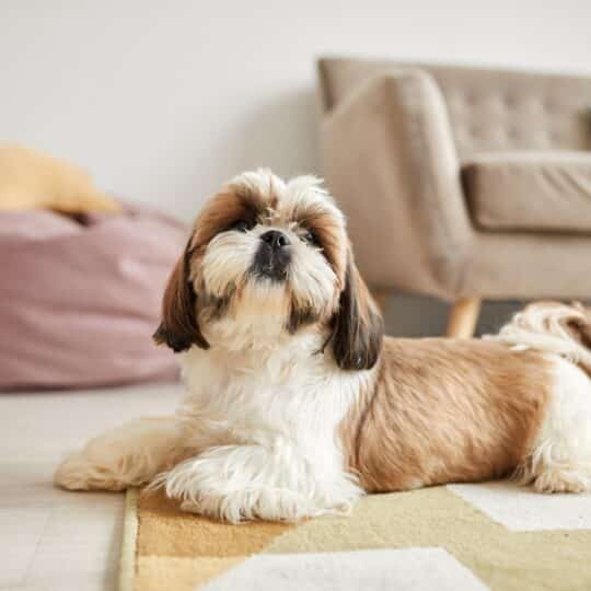 Pest Control and Your Pets – How Ongoing Pest Control Is Beneficial for Your Dog