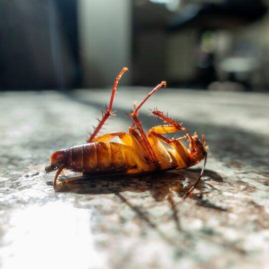 The Long-Term Dangers of an Untreated Cockroach Infestation