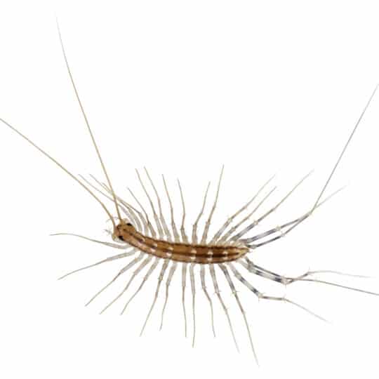 How to Safely Catch House Centipedes and Place Them Outside