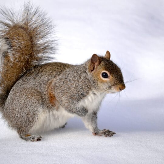 What is it Like for Pests in the Snow?