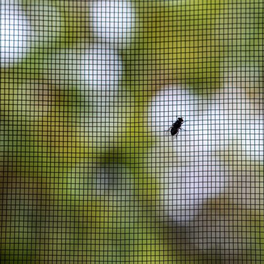 How Do Bugs Get in My Window When I Have a New Mesh Window Screen?